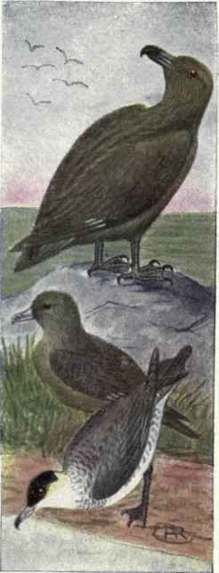 Skua Pomarine Jaeger