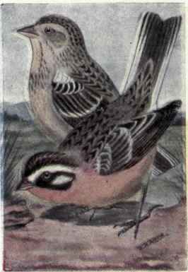 Smith's Longspur