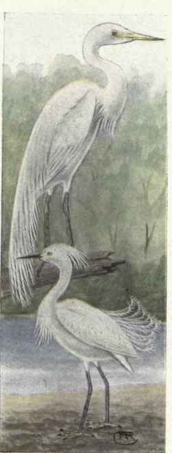 Snowy Egret Egret