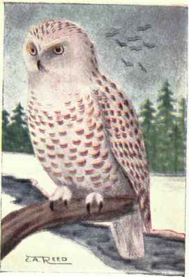 Snowy Owl