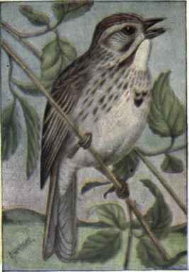 Song Sparrow