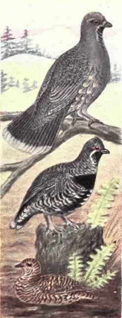 Sooty Grouse. Spruce Grouse