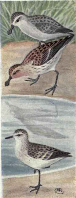 Spoonbill Sandpiper. Semipalmated Sandpiper.
