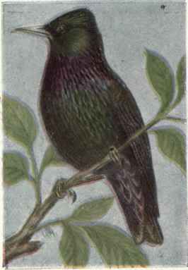 Starling