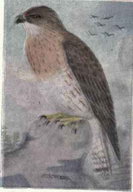 Swainson's Hawk