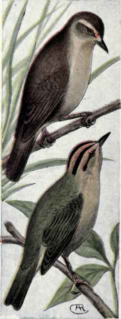 Swainson's Warbler