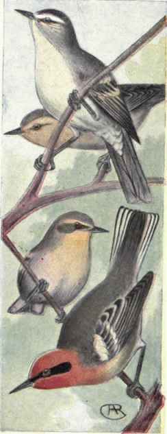 Tennesee Warblers. Olive Warblers