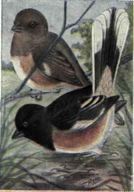 Towhee or Chewink