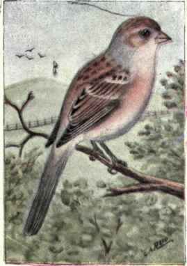Tree Sparrow