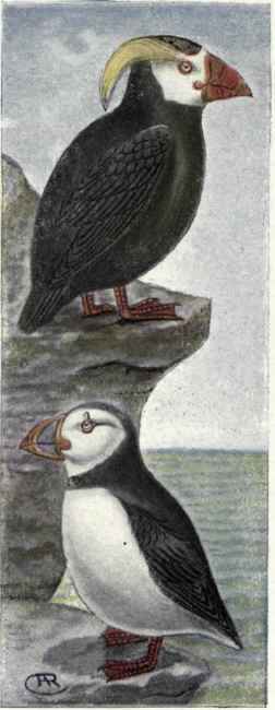 Tufted Puffin Puffin