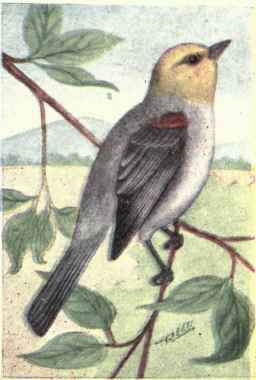 Verdin