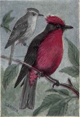 Vermillion Flycatcher