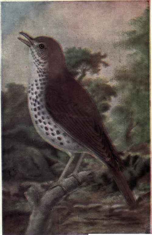 WOOD THRUSH PERCHING BIRDS