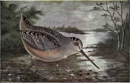 WOODCOCK.