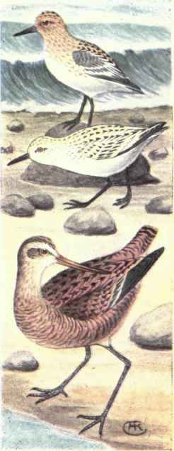 Western Sandpiper. Sanderling. Marbled Godwit.