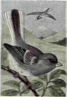 White winged Junco