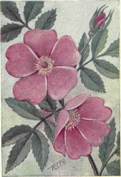 Wild Flowers