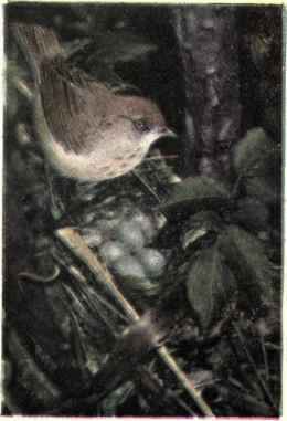 Wilson's Thrush
