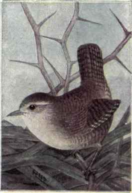Winter Wren