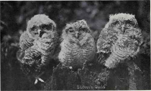 YOUNG SCREECH OWLS