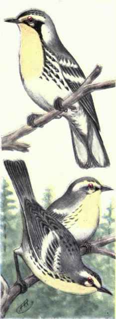 Yellow throated Warblers Grace's Warblers
