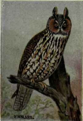 American Long Eared Owl
