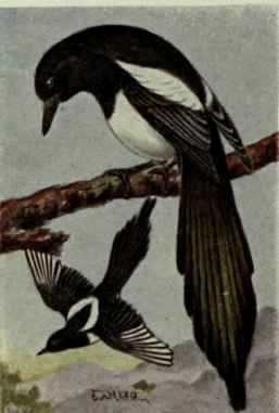 American Magpie