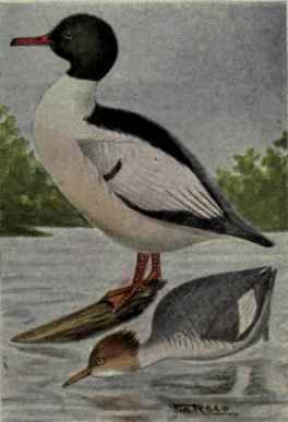 American Merganser