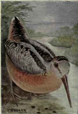 American Woodcock