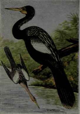 Anhinga; Snake Bird