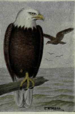 Bald Eagle