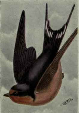 Barn Swallow