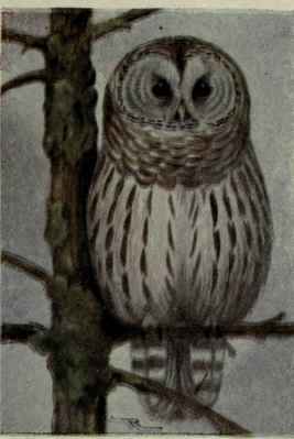 Barred Owl