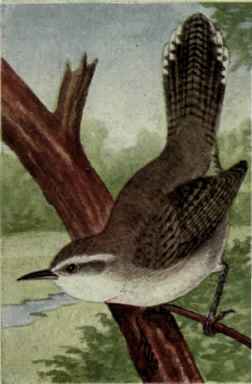 Bewick Wren