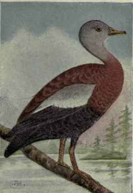 Black Bellied Tree Duck