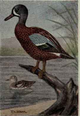 Blue Winged Teal