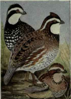 Bob White; Quail; Virginia Partridge
