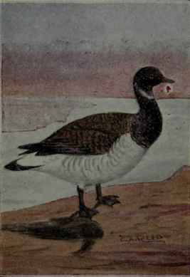 Brant