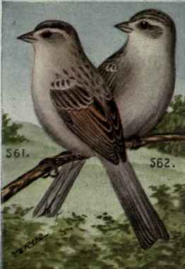 Brewer Sparrow