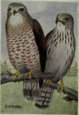 Broad Winged Hawk