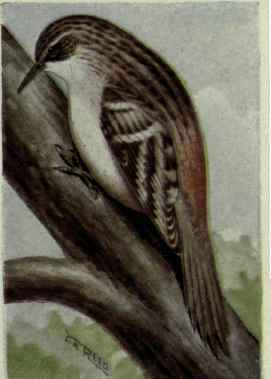 Brown Creeper