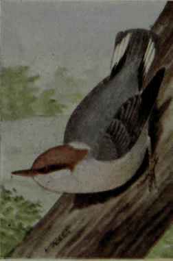 Brown Headed Nuthatch