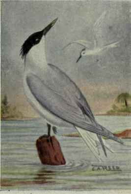 Cabot Tern
