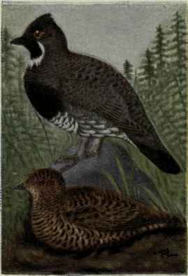 Canada Grouse; Spruce Grouse