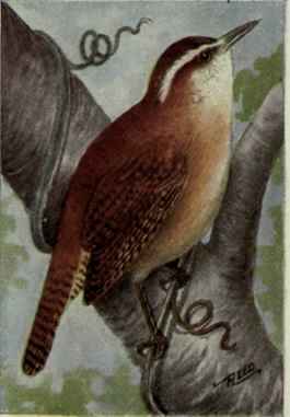 Carolina Wren