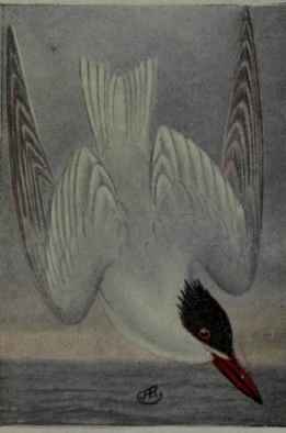 Caspian Tern
