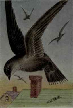 Chimney Swift