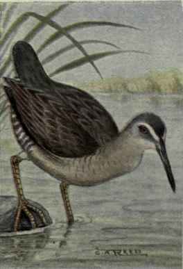 Clapper Rail