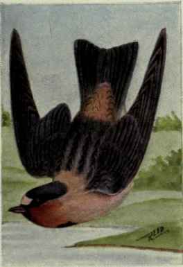 Cliff Swallow