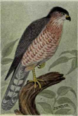 Cooper Hawk